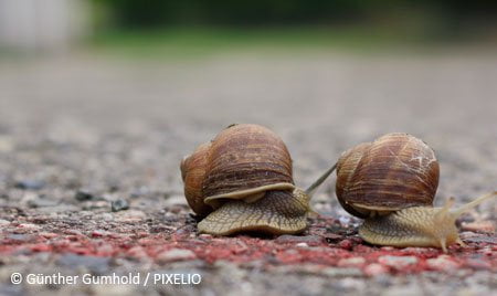 Schneckenrennen